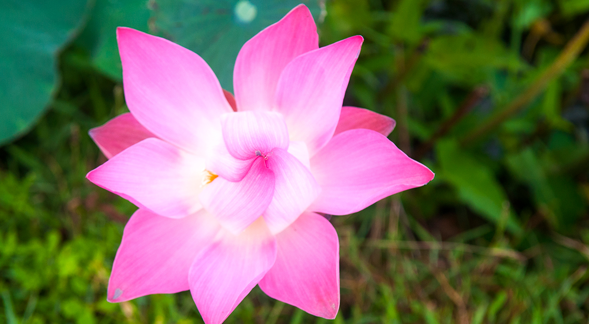 TERAPIA FLORAL DE BACH